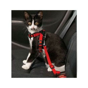 Karlie Cat Safety Harness  - 25 Mm - Red