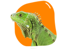 Reptile